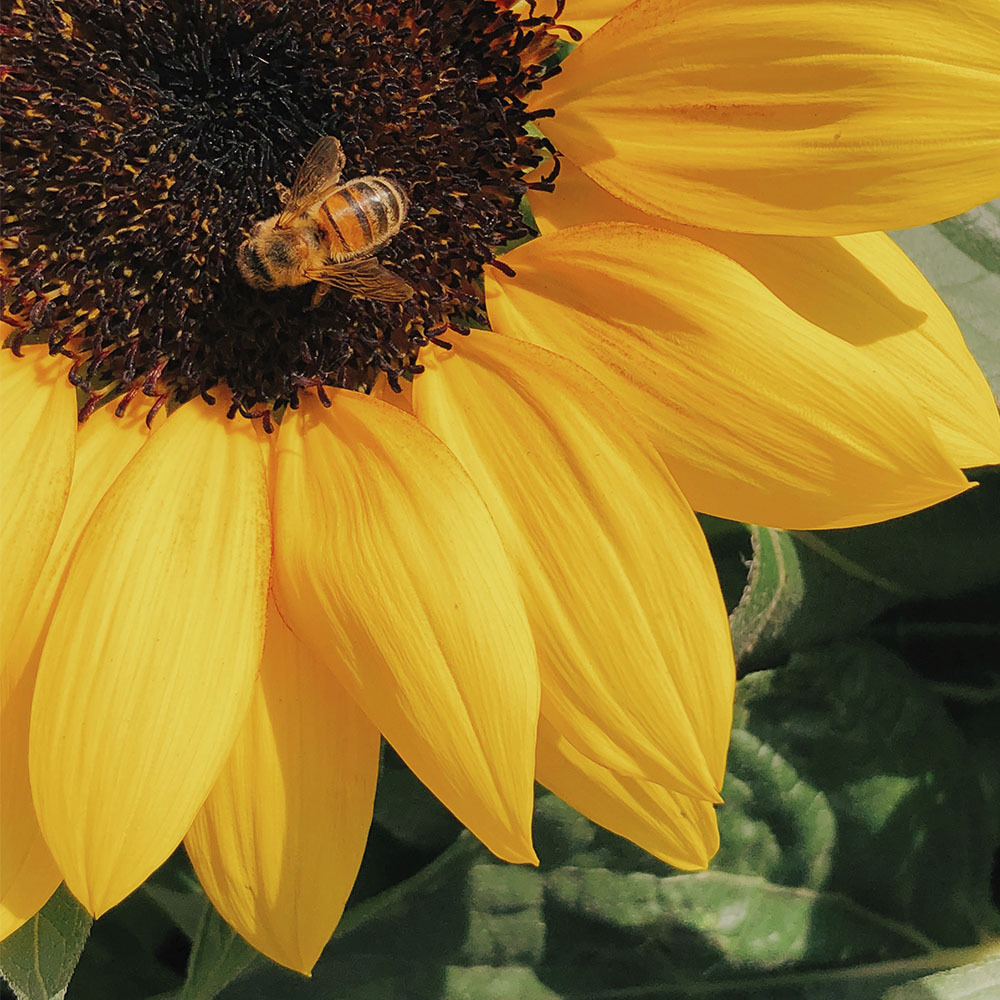 Protecting our Pollinators in Bee Season and Beyond